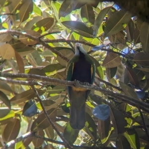 Ptilinopus magnificus at D'Aguilar National Park - 1 Dec 2023 10:41 AM