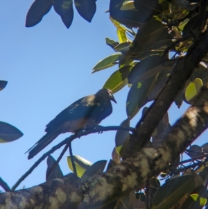 Ptilinopus magnificus at D'Aguilar National Park - 1 Dec 2023 10:41 AM