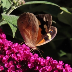 Heteronympha merope (Common Brown Butterfly) at Braidwood, NSW - 4 Dec 2023 by MatthewFrawley