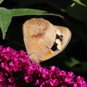 Heteronympha merope at QPRC LGA - 4 Dec 2023