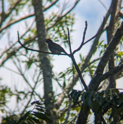 Sphecotheres vieilloti (Australasian Figbird) at Mount Glorious, QLD - 1 Dec 2023 by Darcy