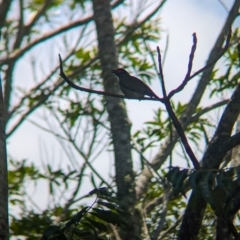 Sphecotheres vieilloti at Mount Glorious, QLD - 1 Dec 2023 11:02 AM
