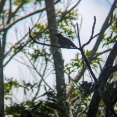 Sphecotheres vieilloti at Mount Glorious, QLD - 1 Dec 2023