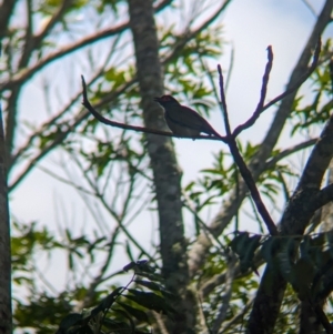 Sphecotheres vieilloti at Mount Glorious, QLD - 1 Dec 2023