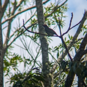 Sphecotheres vieilloti at Mount Glorious, QLD - 1 Dec 2023