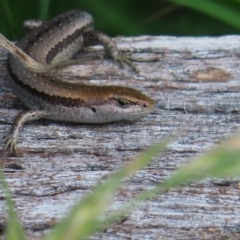 Lampropholis guichenoti (Common Garden Skink) at QPRC LGA - 4 Dec 2023 by MatthewFrawley