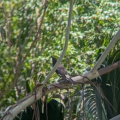 Strepera graculina at Mount Glorious, QLD - 1 Dec 2023 11:16 AM