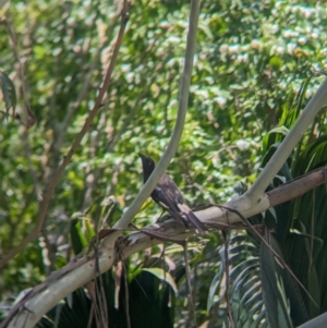 Strepera graculina at Mount Glorious, QLD - 1 Dec 2023 11:16 AM