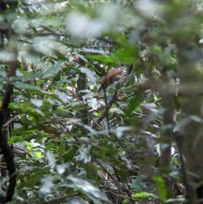 Ptiloris paradiseus (Paradise Riflebird) at Mount Glorious, QLD - 1 Dec 2023 by Darcy