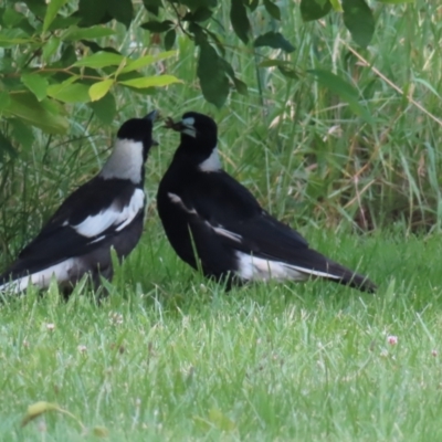 Gymnorhina tibicen (Australian Magpie) at Braidwood, NSW - 4 Dec 2023 by MatthewFrawley