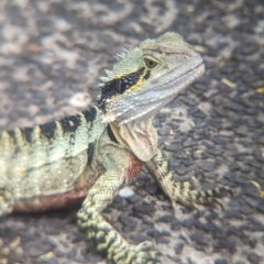 Intellagama lesueurii lesueurii (Eastern Water Dragon) at Brisbane Botantic Gardens Mt Coot-tha - 1 Dec 2023 by Darcy