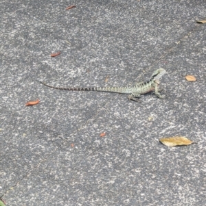 Intellagama lesueurii lesueurii at Brisbane Botantic Gardens Mt Coot-tha - 1 Dec 2023 02:56 PM