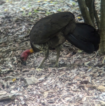 Alectura lathami (Australian Brush-turkey) at Brisbane Botantic Gardens Mt Coot-tha - 1 Dec 2023 by Darcy