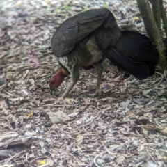 Alectura lathami at Brisbane Botantic Gardens Mt Coot-tha - 1 Dec 2023