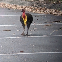 Alectura lathami at Mount Coot-Tha, QLD - 1 Dec 2023