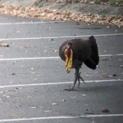 Alectura lathami at Mount Coot-Tha, QLD - 1 Dec 2023