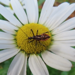Pristhesancus plagipennis (Common Assassin Bug, Bee Killer Assassin Bug) at QPRC LGA - 4 Dec 2023 by MatthewFrawley