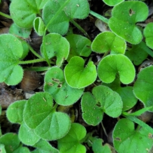 Dichondra repens at Lyneham, ACT - 5 Dec 2023