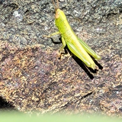 Acrididae sp. (family) (Unidentified Grasshopper) at Lyneham Wetland - 5 Dec 2023 by trevorpreston
