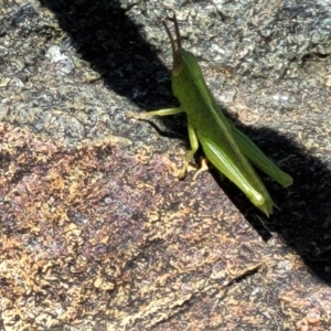 Acrididae sp. (family) at City Renewal Authority Area - 5 Dec 2023