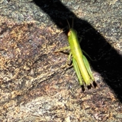 Acrididae sp. (family) at City Renewal Authority Area - 5 Dec 2023