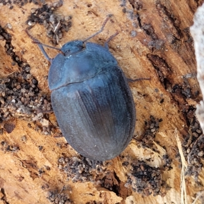 Pterohelaeus piceus (Pie-dish beetle) at Sullivans Creek, Lyneham South - 5 Dec 2023 by trevorpreston