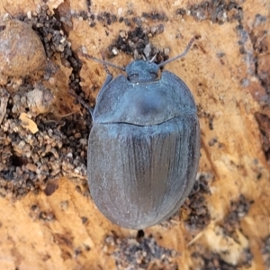 Pterohelaeus piceus at City Renewal Authority Area - 5 Dec 2023