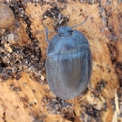 Pterohelaeus piceus at City Renewal Authority Area - 5 Dec 2023