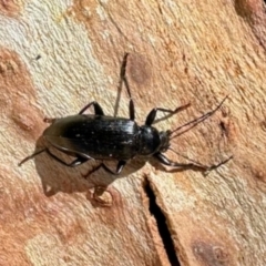 Homotrysis lugubris (Darkling beetle) at Deakin, ACT - 5 Dec 2023 by KMcCue