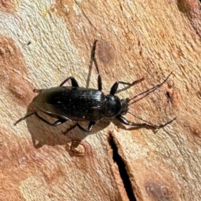 Homotrysis lugubris (Darkling beetle) at Deakin, ACT - 5 Dec 2023 by KMcCue