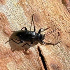Homotrysis lugubris (Darkling beetle) at Deakin, ACT - 4 Dec 2023 by KMcCue