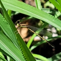 Zygoptera (suborder) (Damselfly) at Sullivans Creek, Lyneham South - 5 Dec 2023 by trevorpreston