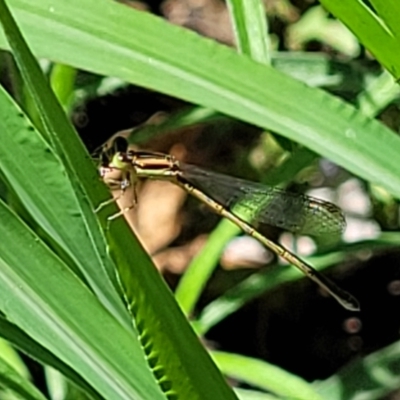 Zygoptera (suborder) (Damselfly) at Lyneham, ACT - 5 Dec 2023 by trevorpreston