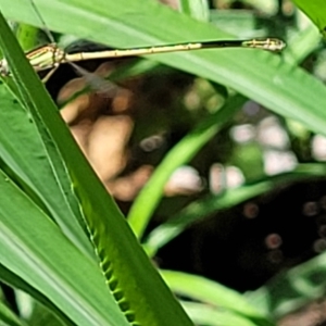 Zygoptera (suborder) at Sullivans Creek, Lyneham South - 5 Dec 2023