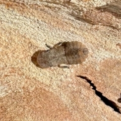 Ledromorpha planirostris (A leafhopper) at Deakin, ACT - 4 Dec 2023 by KMcCue