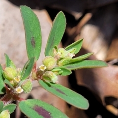 Euphorbia maculata (Eyebane) at Sullivans Creek, Lyneham South - 5 Dec 2023 by trevorpreston