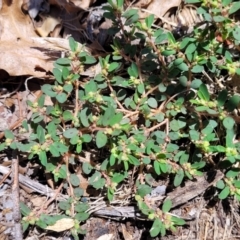 Euphorbia maculata at Sullivans Creek, Lyneham South - 5 Dec 2023