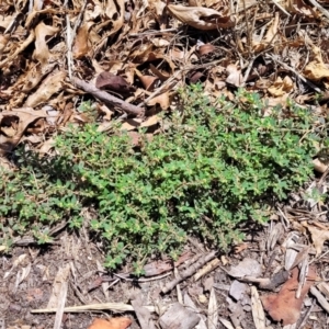 Euphorbia maculata at Sullivans Creek, Lyneham South - 5 Dec 2023