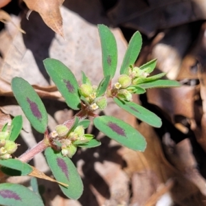 Euphorbia maculata at Sullivans Creek, Lyneham South - 5 Dec 2023