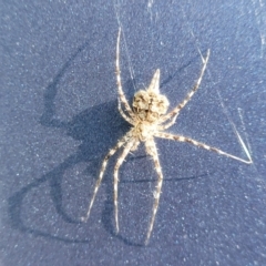 Tamopsis sp. (genus) (Two-tailed spider) at Holt, ACT - 5 Dec 2023 by trevorpreston