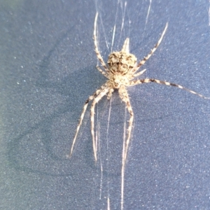 Tamopsis sp. (genus) at Holt, ACT - 5 Dec 2023