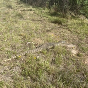 Varanus rosenbergi at Namadgi National Park - 5 Dec 2023