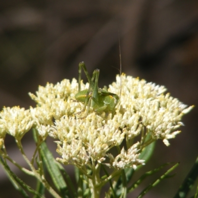 Chlorodectes sp. (genus) (A shield back katydid) at Mount Taylor - 5 Dec 2023 by MichaelMulvaney