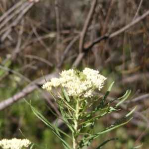 Chlorodectes sp. (genus) at Mount Taylor NR (MTN) - 5 Dec 2023