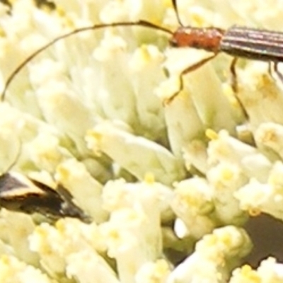 Mordella limbata (A pintail beetle) at Tuggeranong, ACT - 4 Dec 2023 by MichaelMulvaney