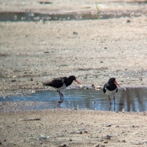 Haematopus longirostris at Dunwich, QLD - suppressed