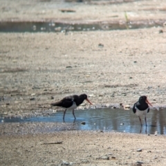 Haematopus longirostris at Dunwich, QLD - 2 Dec 2023