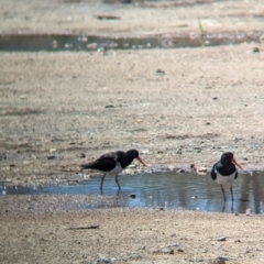 Haematopus longirostris at Dunwich, QLD - suppressed