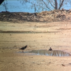 Haematopus longirostris at Dunwich, QLD - suppressed