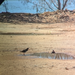 Haematopus longirostris at Dunwich, QLD - suppressed